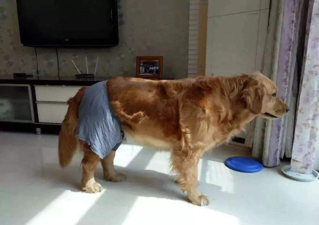 狗狗生理期又没有公狗怎么办,狗狗生理期公狗怎么知道