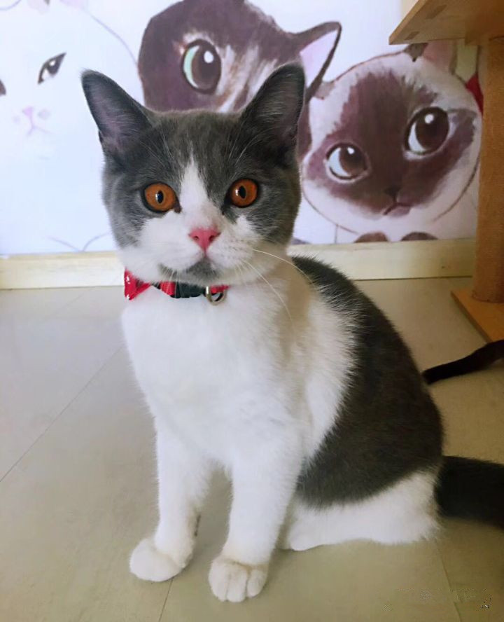 怎样避免买到星期猫,怎么判断是不是买到了星期猫