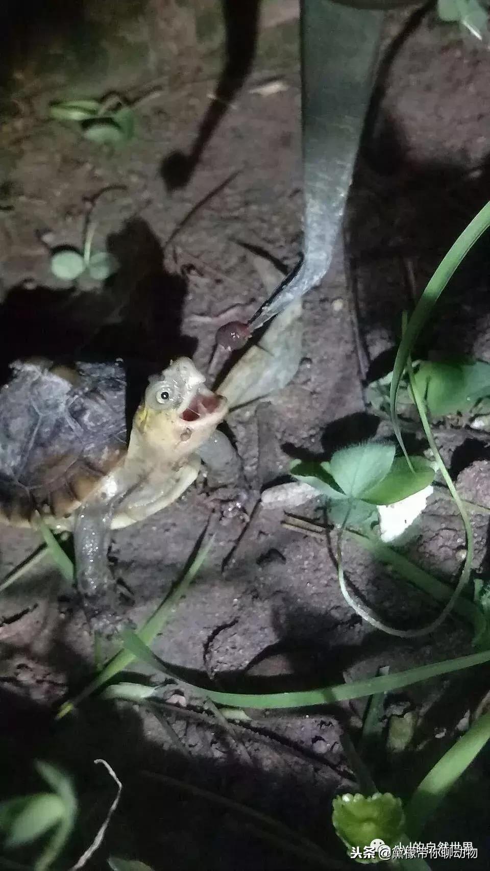 丛林造景黄缘龟池设计图大全,龟宝宝黄缘龟生态缸造景教程