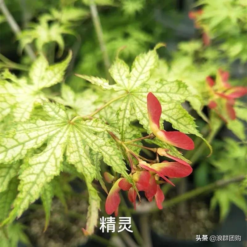 中式庭院藤类植物,枫树和紫藤