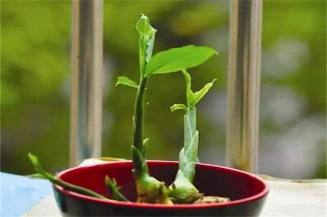 生姜的盆栽种植方法和时间,盆栽生姜的种植方法和时间