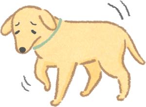 狗狗得了趾间炎听听养狗人怎么说,养狗10年才知道狗狗的3种居家检查