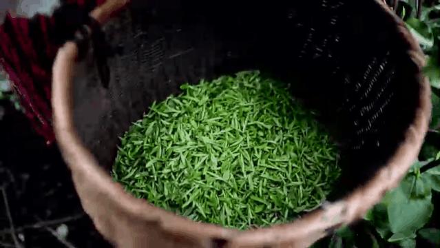 我们争分夺秒加班加点,就是为了奉上今春这第一波蒙顶皇茶!