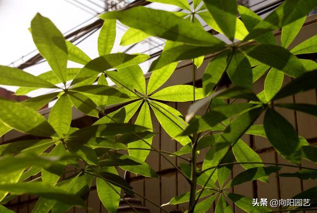 发财树树叶变紫色,发财树黄叶变绿叶的花肥