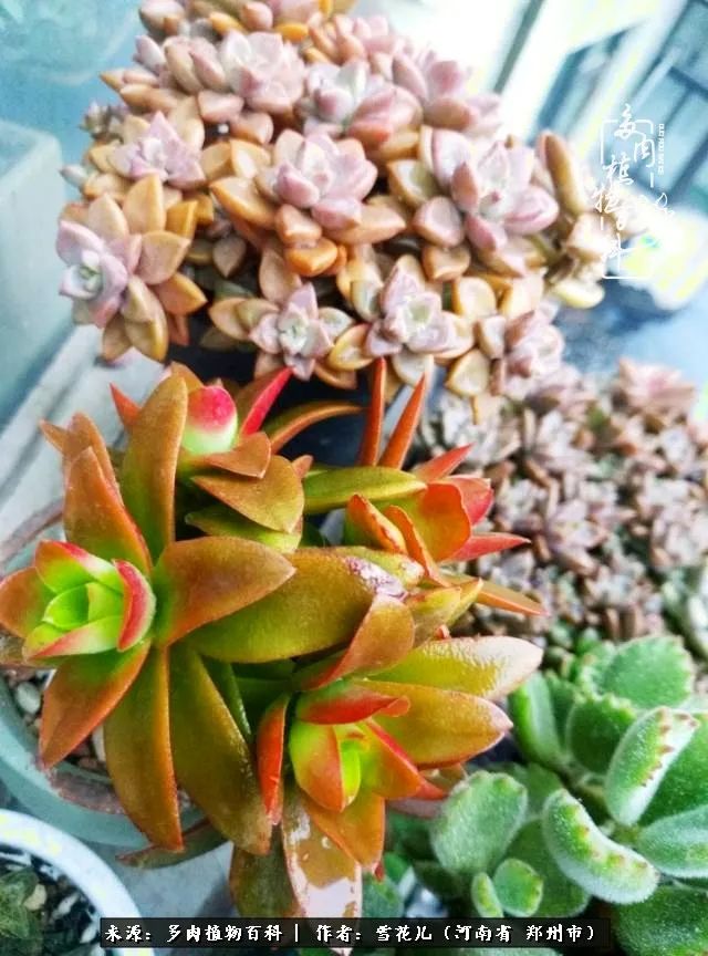 我的多肉乐园,多肉三寸阳台效果图
