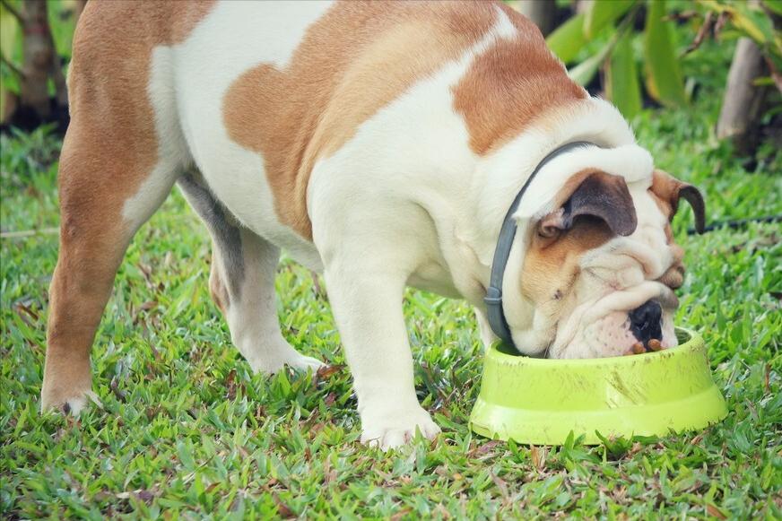 英国斗牛犬怎么养合适,英国斗牛犬如何喂养预防皮肤病