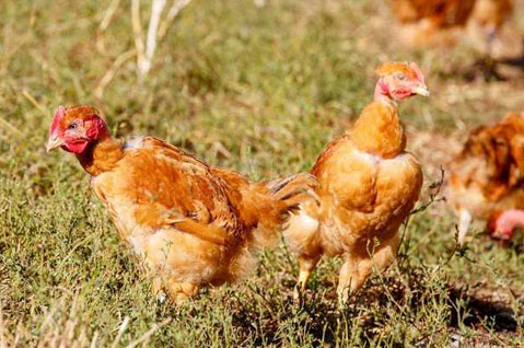 鸡痘病的症状及表现,已经有了鸡痘还能注射疫苗吗