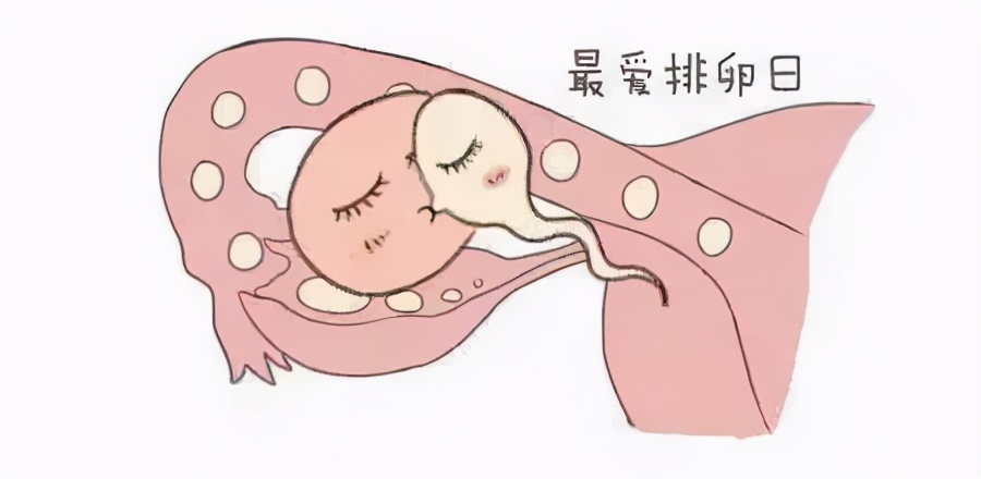 b超监测排卵什么时间去最佳,想要孩子得先查看孕检