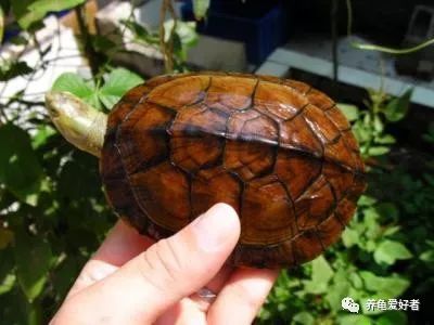 养龟界的这几个问题,养龟的3大争议你怎么看