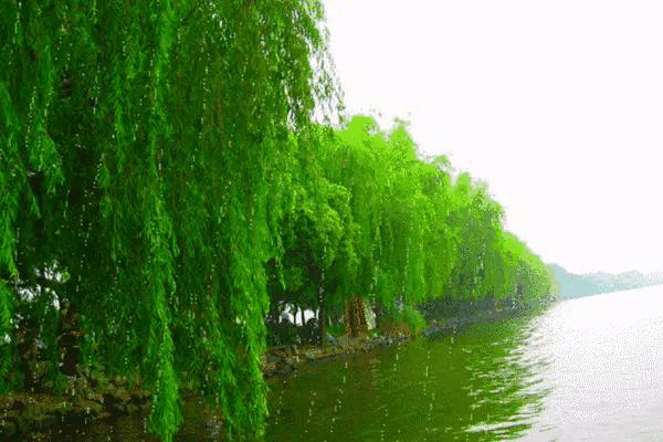 春天的绿代表什么,春天的绿是大自然的灵感吗