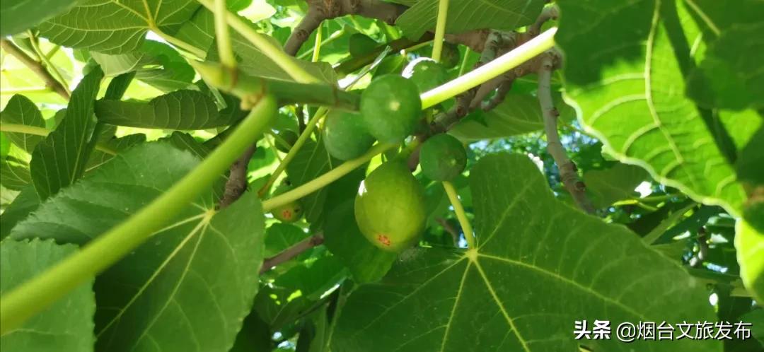 蓬莱美味,冬天蓬莱好吃的