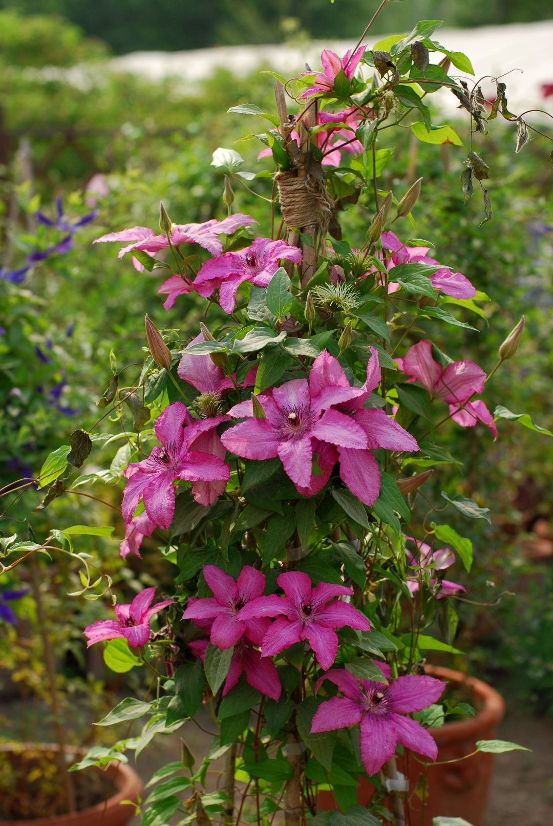 铁线莲卖家推荐,推荐靠谱的铁线莲店铺