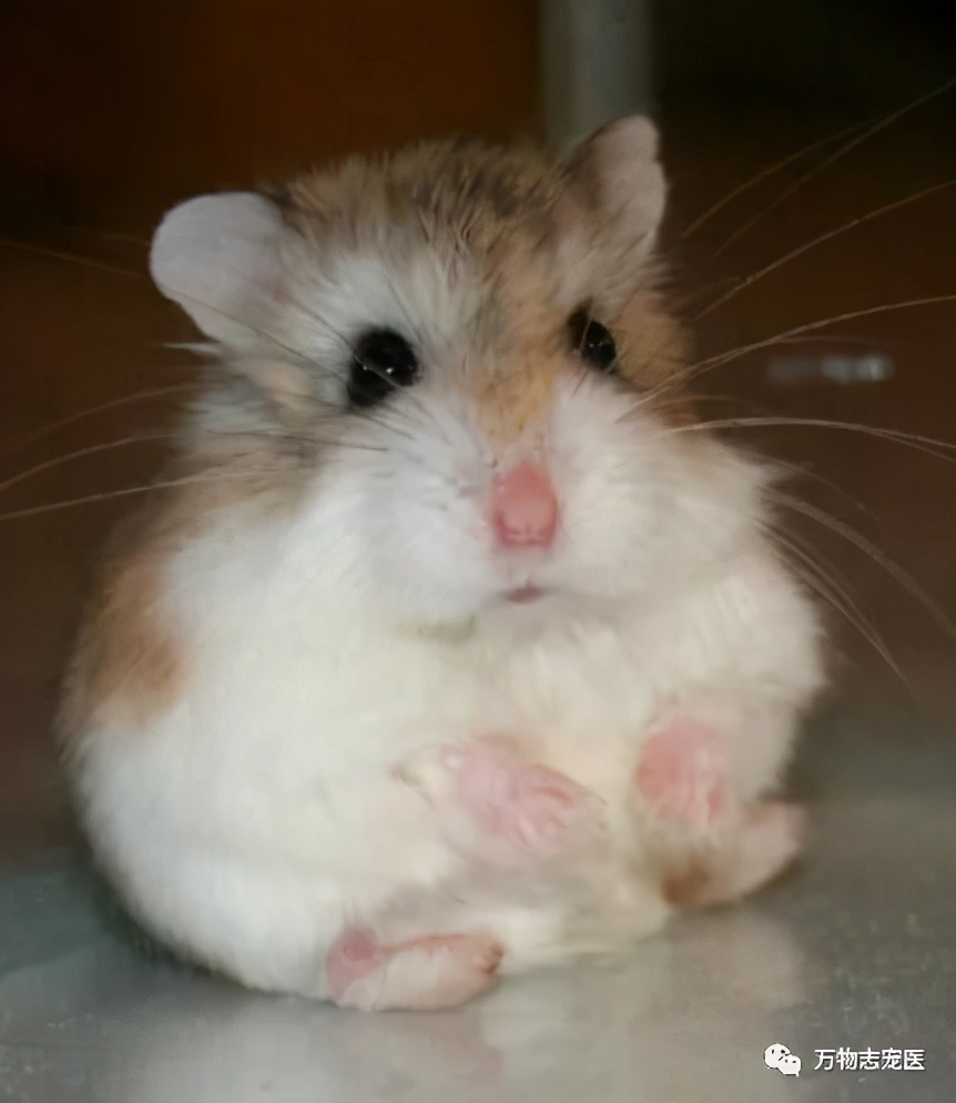 仓鼠的常见疾病及应对方法,仓鼠肠道疾病怎么办