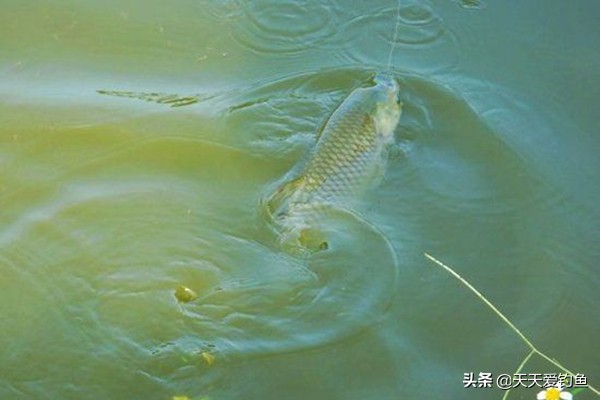 野钓草鱼河流选择钓位,江河选什么钓位能钓到草鱼和鲢鳙