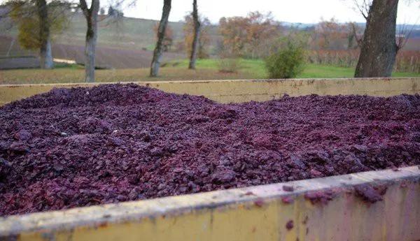 葡萄酒酿造过程需要多长时间,芒康葡萄酒酿造过程