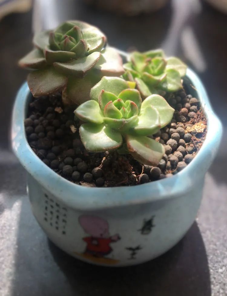 2021牛转乾坤砥砺前行,2021年牛转乾坤时来运转