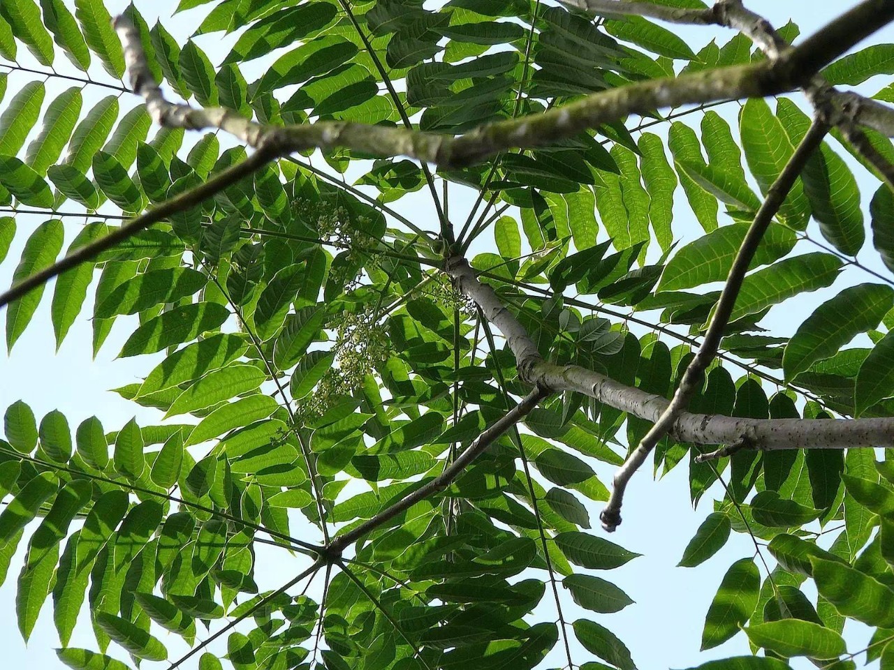 臭椿嫩芽,臭椿原产于哪里