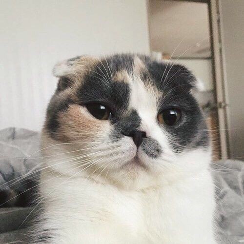 猫咪泪沟和泪痕的区别图,猫咪泪痕涂抹药