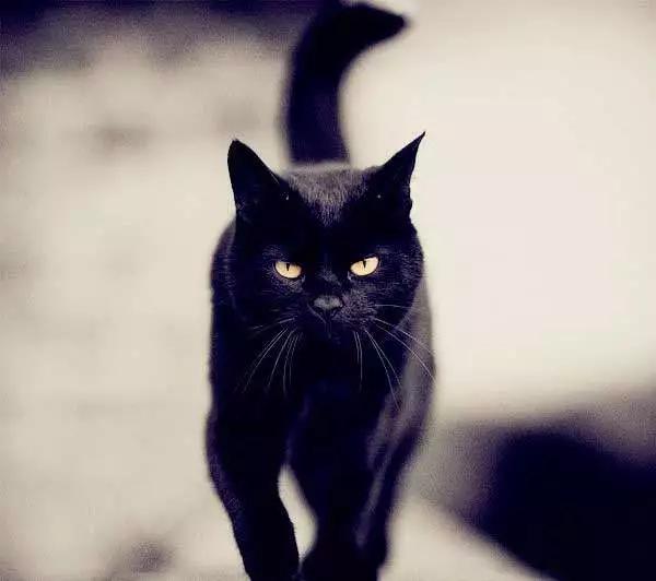 新手养猫指南：想要挑选性格温顺的猫咪，这些关键点一定要看看