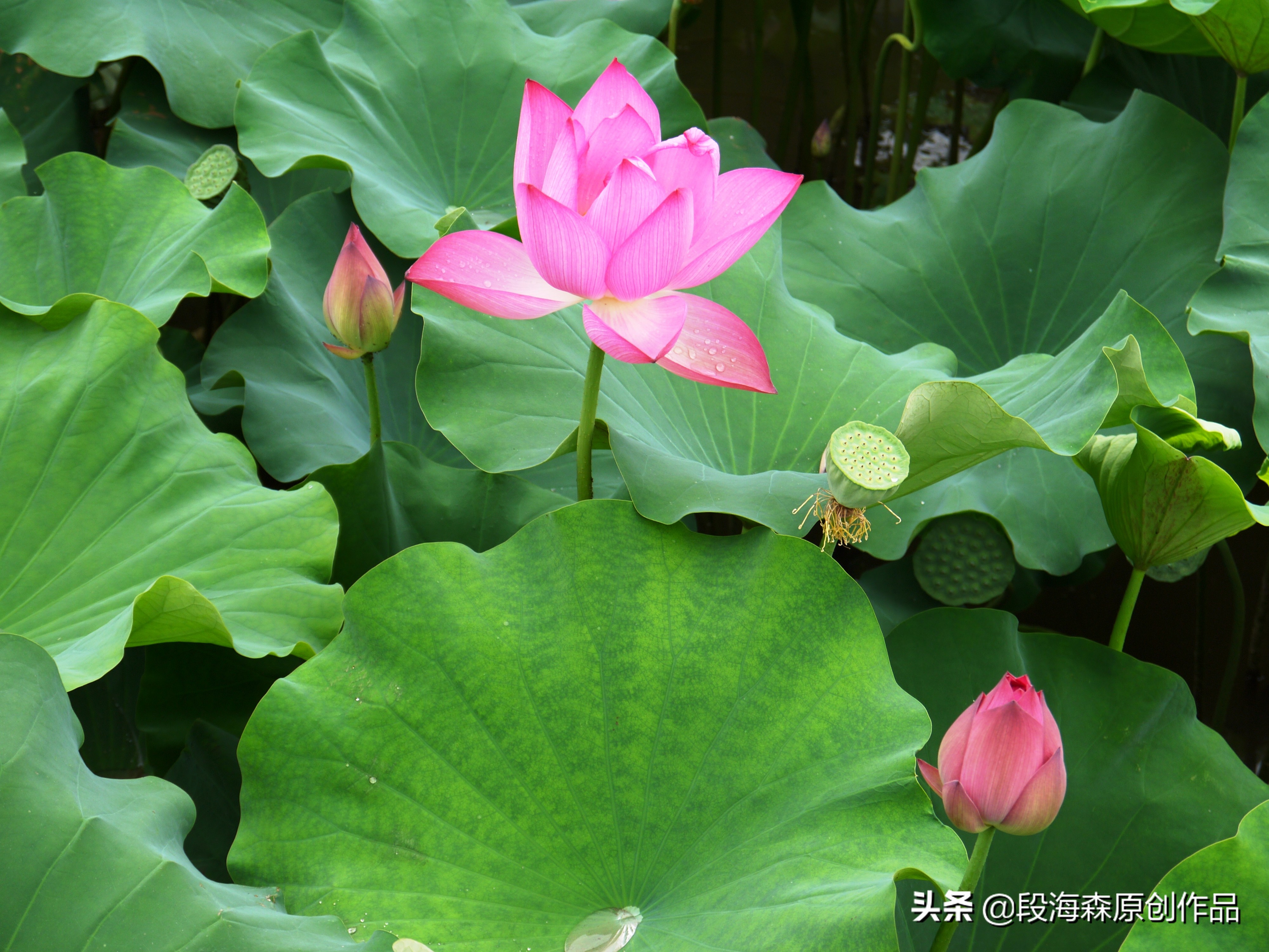 窦娥平庸之恶,平庸之恶窦娥