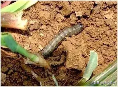 甜糯玉米各时期的病虫害,玉米苗期常见病虫害有哪些