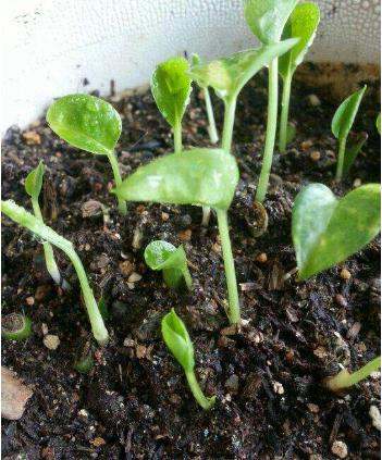 绿萝要是快死，别把它扔掉，利用这种方法可以让它恢复生命力