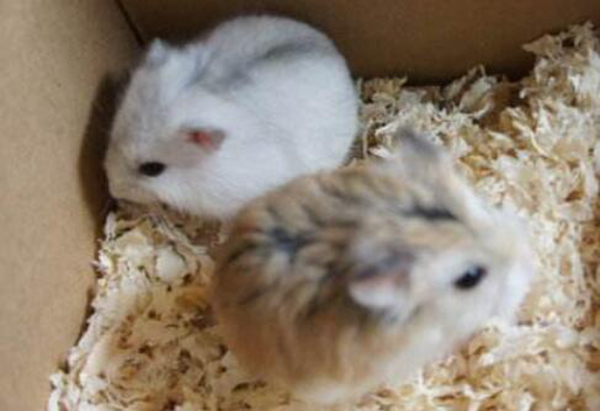 耐养便宜的小宠物有哪些,耐养便宜冷门小宠物