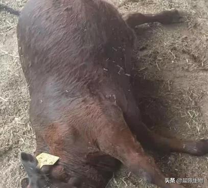 牛魏氏梭菌病的预防措施,牛羊魏氏梭菌病