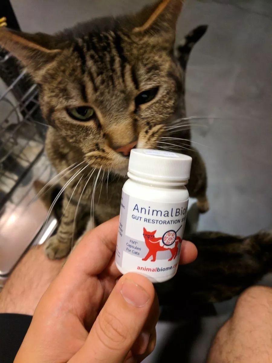 猫咪肠胃不好时可以吃的猫粮,猫咪肠胃有问题治疗需要花费多少