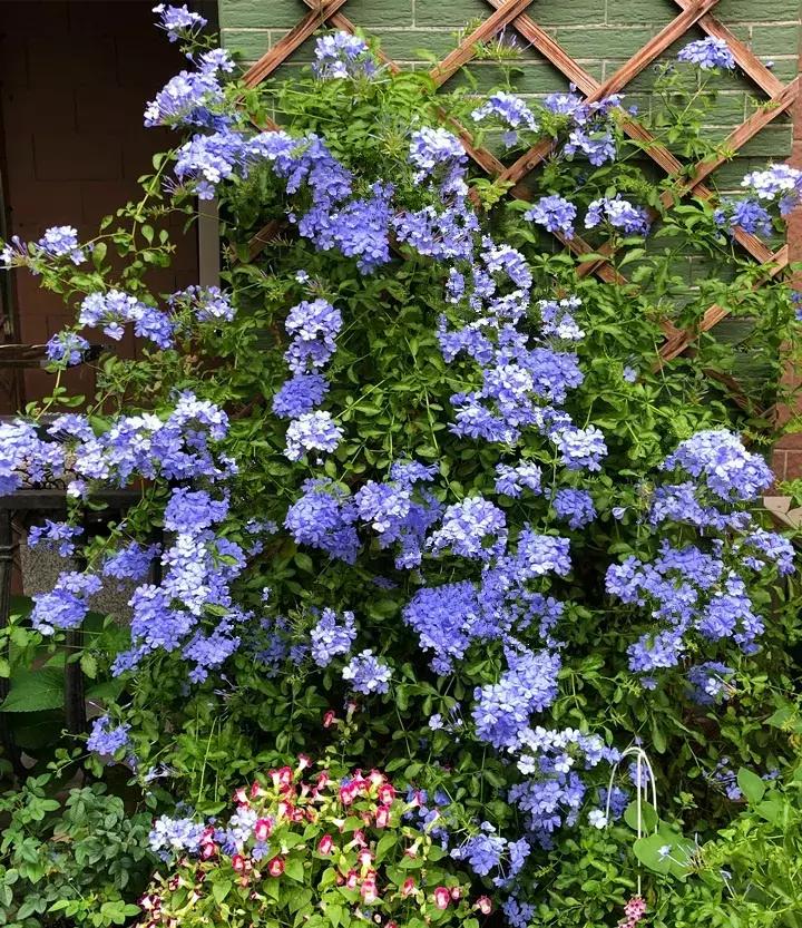 这10种花不怕晒,这3种花不能懒着养