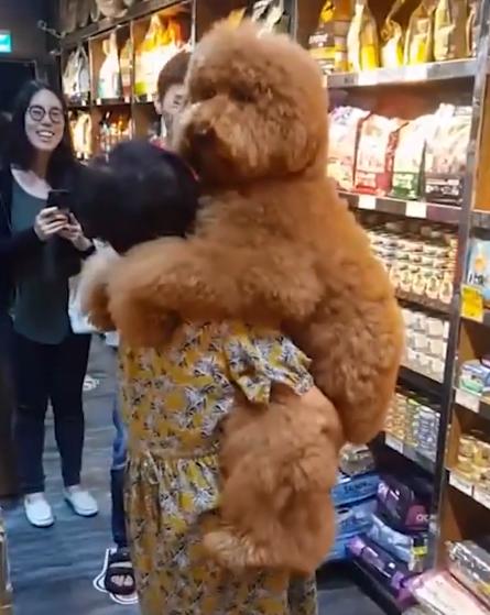 巨型犬抱女主人原视频后续,巨型贵宾犬太粘人天天要抱