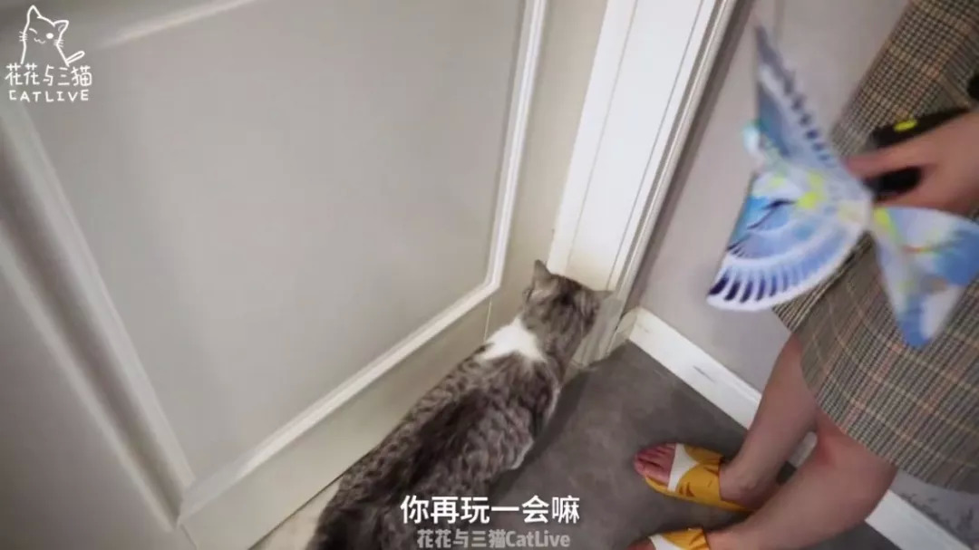 从回忆小马甲到花花与三猫，宠物网红进化论