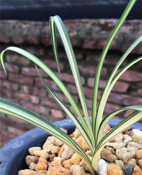 随州蕙兰的好兰花特点图片,随州兰花紫秀寒兰