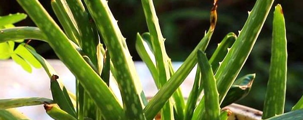 芦荟黄叶,金鞭芦荟黄叶片