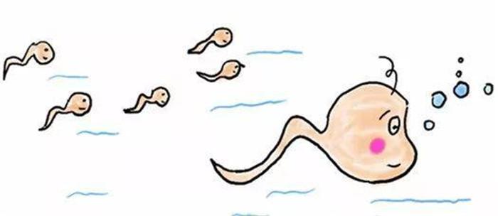 没有成功受孕的精子究竟去了哪里？