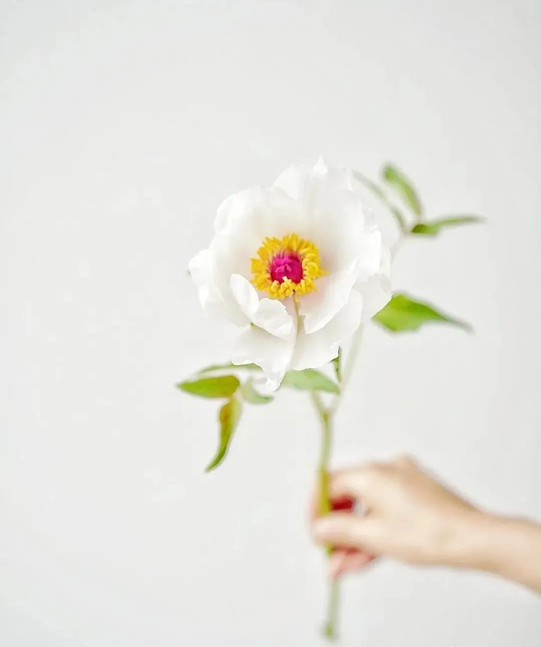 牡丹鲜切花：解语应倾国，无情亦动人