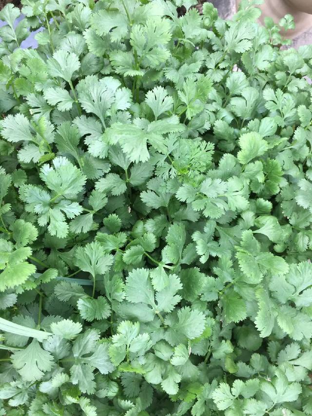 阳台养的菜苗蔫了怎么办,在阳台种的菜苗又细又高