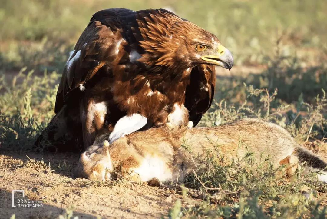 中国牌照车在国外自驾游,开中国牌照车去外国