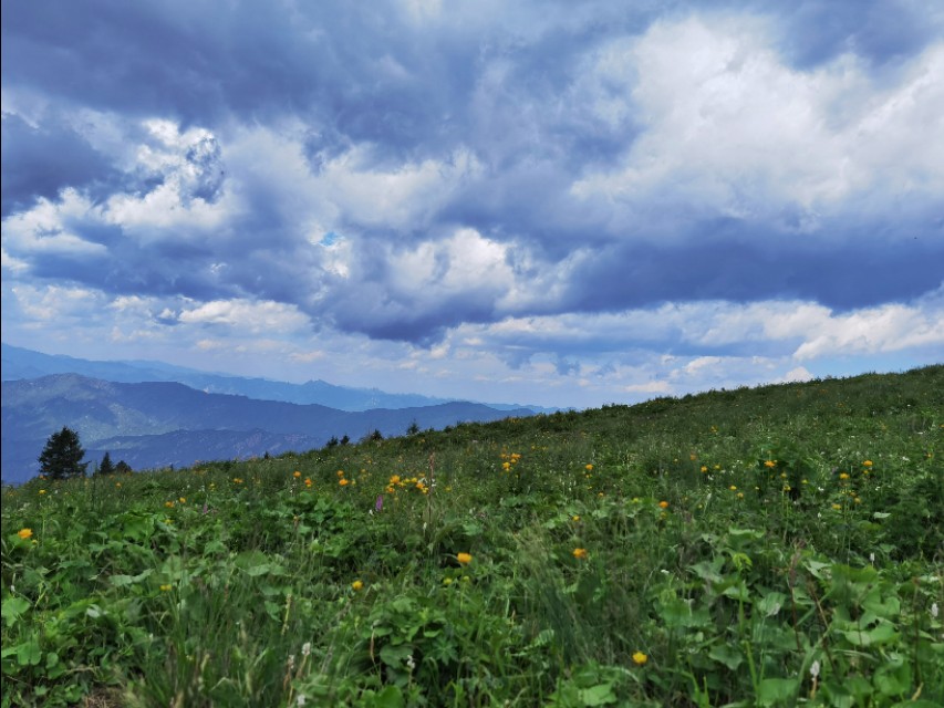 驼梁七月草原美，金莲妖娆入画里/郝贵云