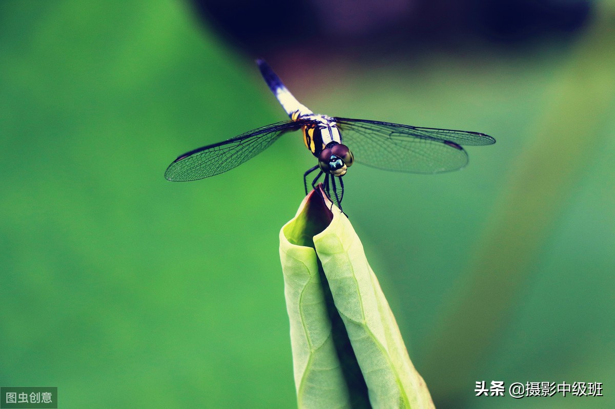 如何拍摄荷花这些技巧你要知道,怎样拍荷花的方法