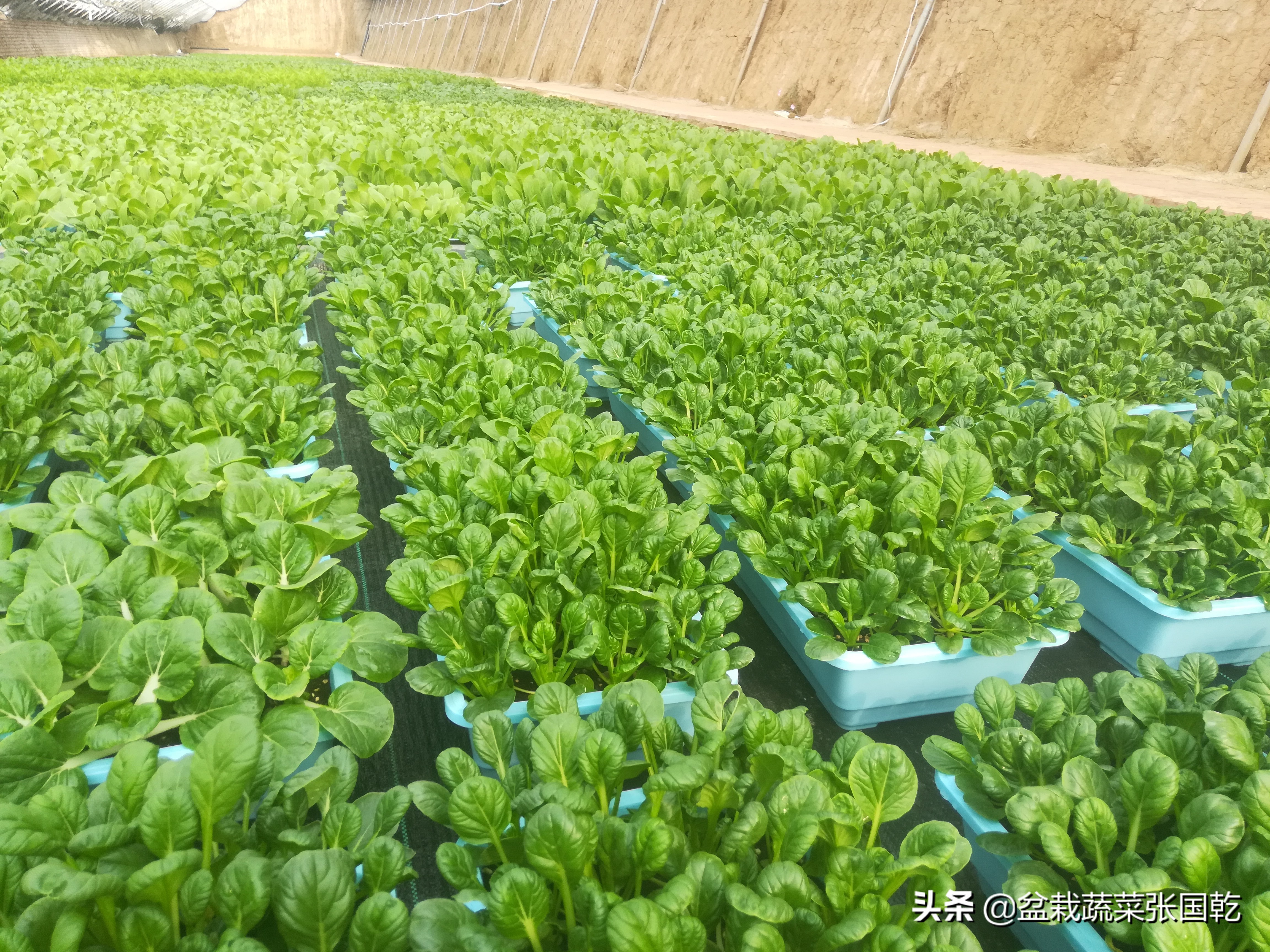 盆栽蔬菜行业现状,蔬菜种植行业分析报告总结