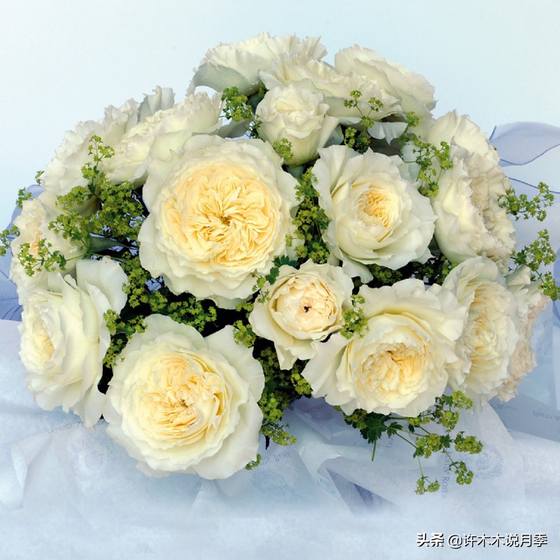 自己买玫瑰花种植,关于种植玫瑰花教程