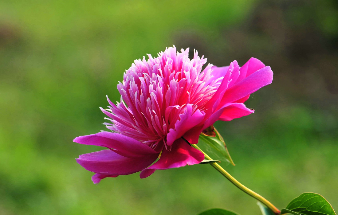 芍药什么颜色花的根可以入药,单瓣的芍药都是可以入药的吗