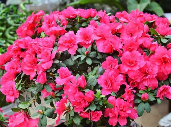 杜鹃花十大最美品种,杜鹃花十大品种排名及图片欣赏