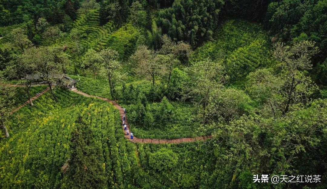 口粮茶哪个牌子好喝又便宜,什么茶耐泡好喝便宜
