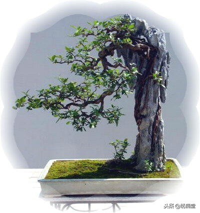 丛林式盆景欣赏,盆景欣赏及制作