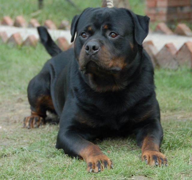 德国牧羊犬病,古代牧羊犬禁食哪些