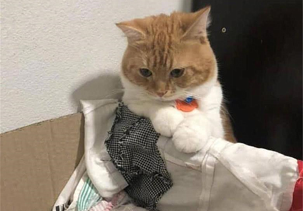 如果母猫不断奶会有乳腺炎,母猫断奶后需不需要打回奶针