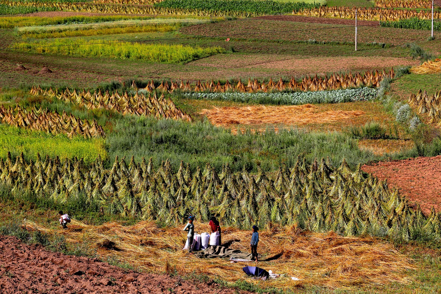 丰收快乐节,农民丰收节唱出丰收喜悦
