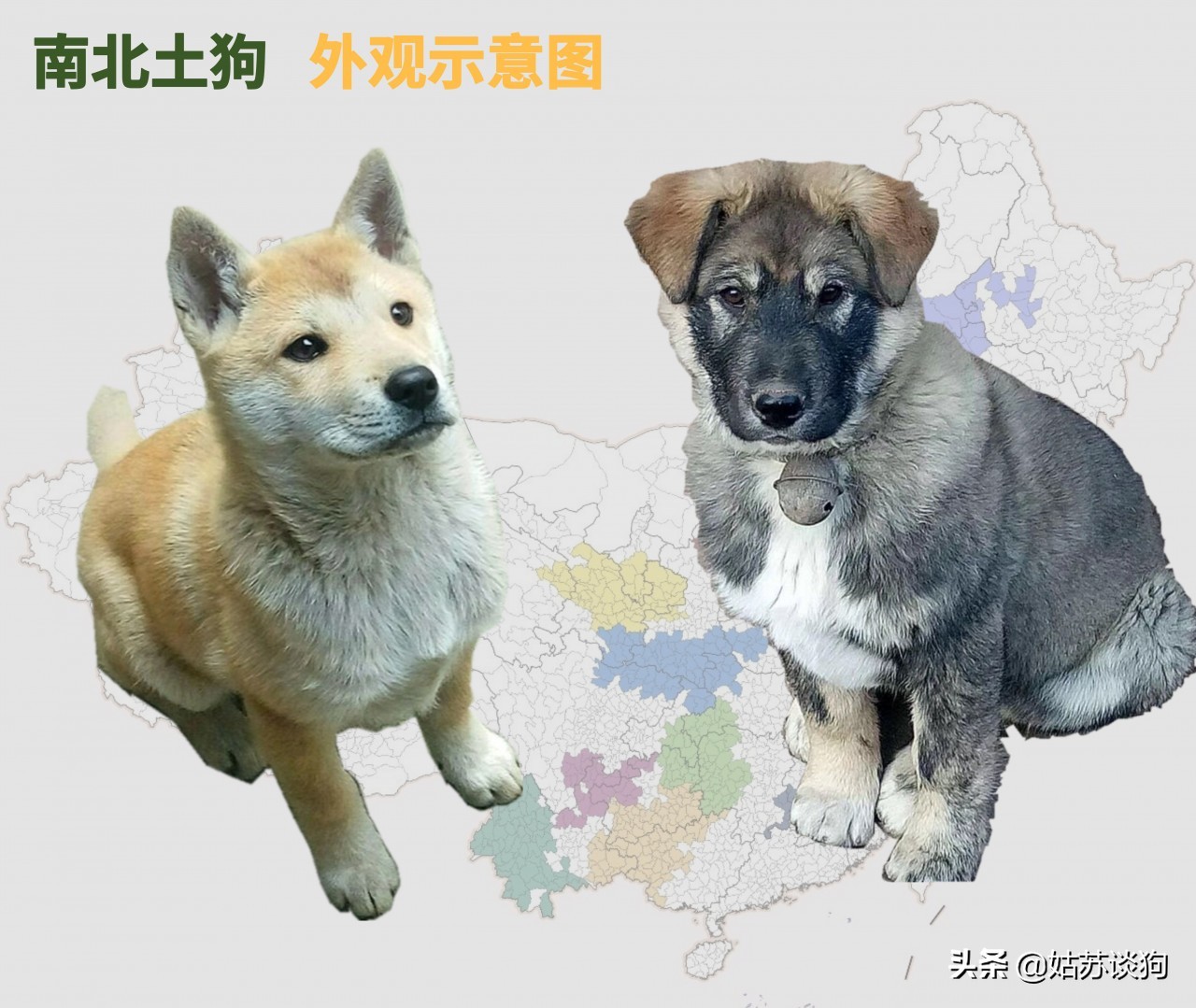 为什么纯黑土狗越来越少见,中国土狗比较多的地方